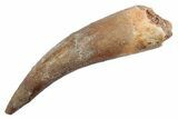 Fossil Plesiosaur (Zarafasaura) Tooth - Morocco #370248-1